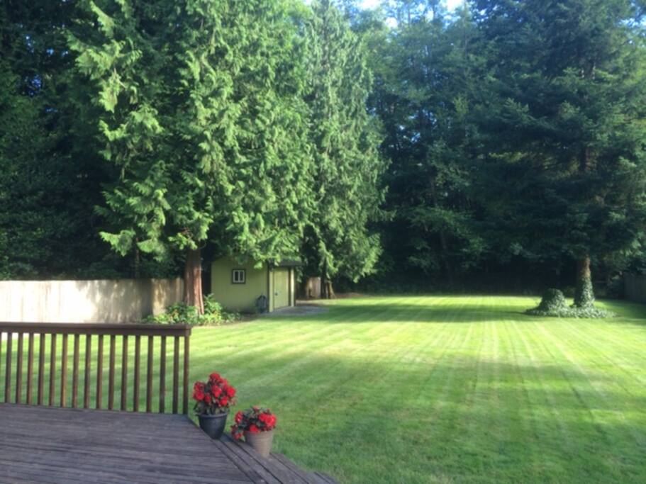 Backyard