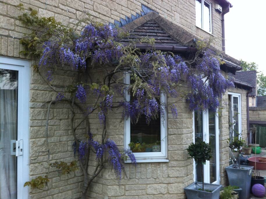 Wisteria in back gatden
