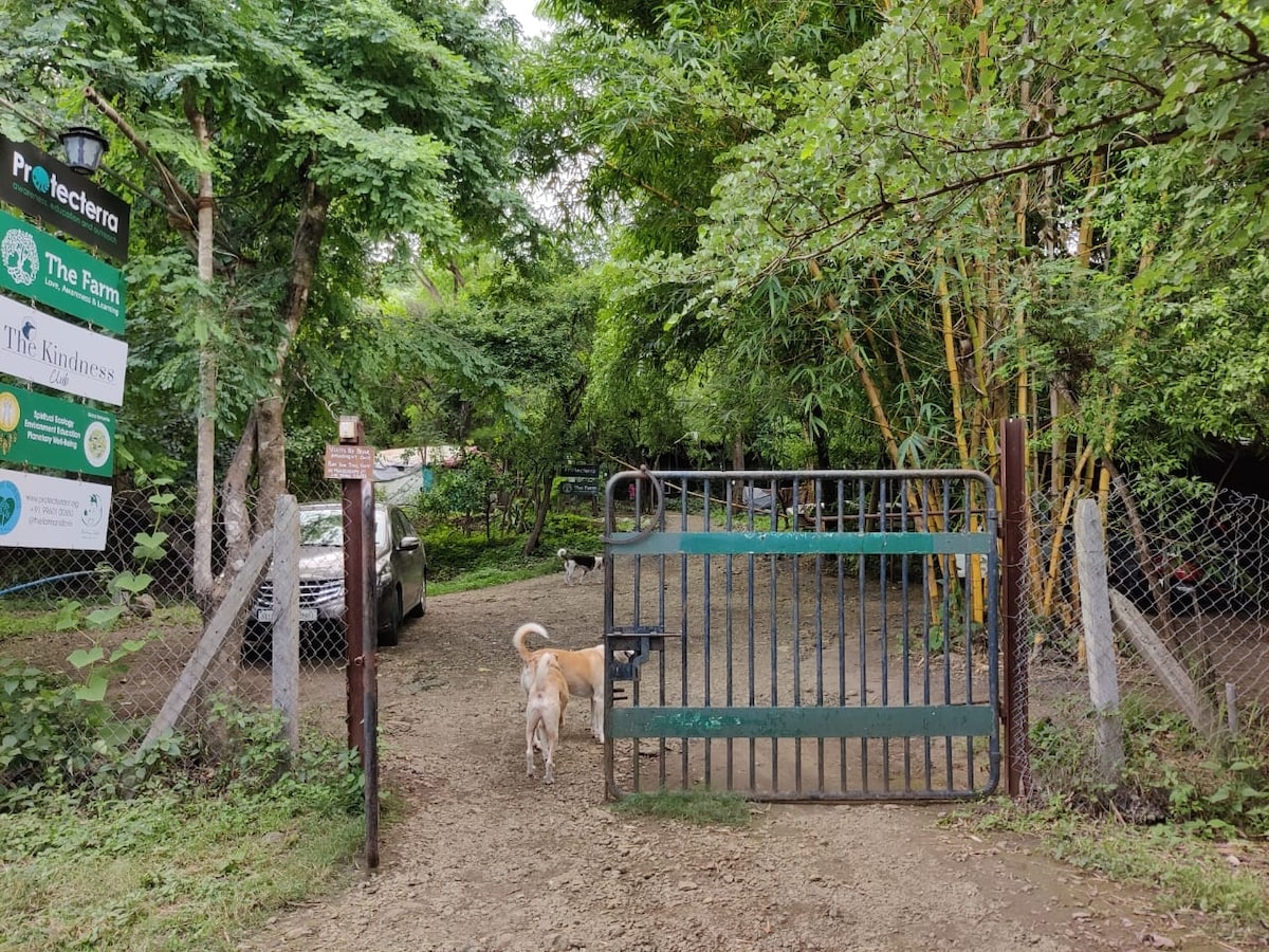 A welcoming entrance to The Farm is framed by lush greenery and trees. A sturdy gate is partially open, revealing a dirt pathway that leads into the property. A friendly dog is seen exploring near the entrance, surrounded by a tranquil, natural landscape.