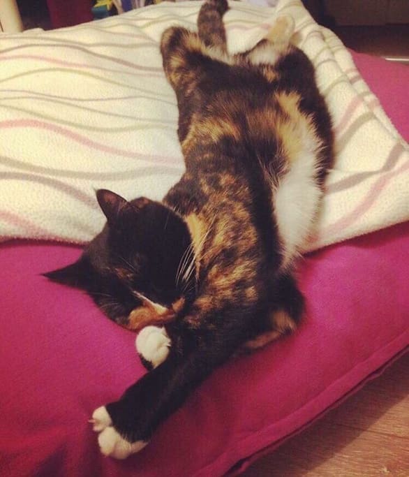 Kat