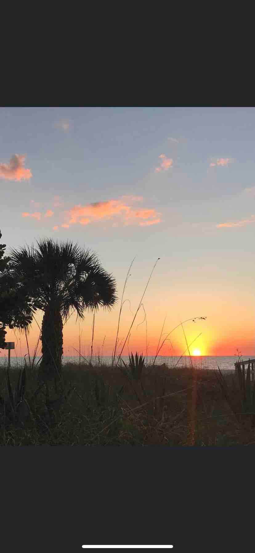 A sunset view is captured over the ocean, with warm colors painting the sky. Silhouetted against the sunset are tall grasses and a palm tree, creating a serene beach atmosphere. The horizon features the sun dipping below the water.