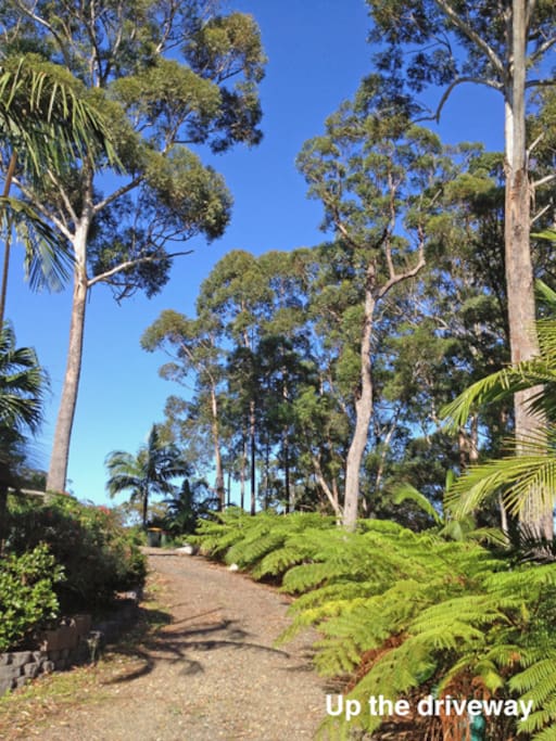Driveway 1