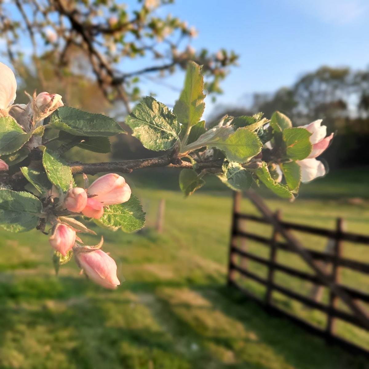A branch laden with delicate pink apple blossoms extends into the foreground, contrasting against a lush green landscape. The blue sky is visible in the background, enhancing the peaceful rural setting and adding to the natural beauty of the surroundings.