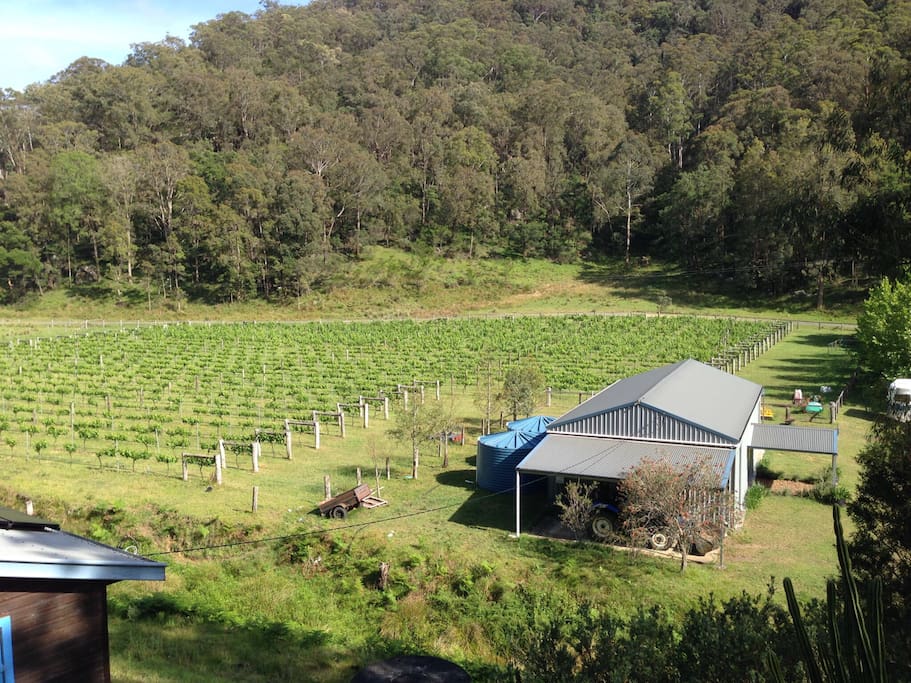 Vineyard