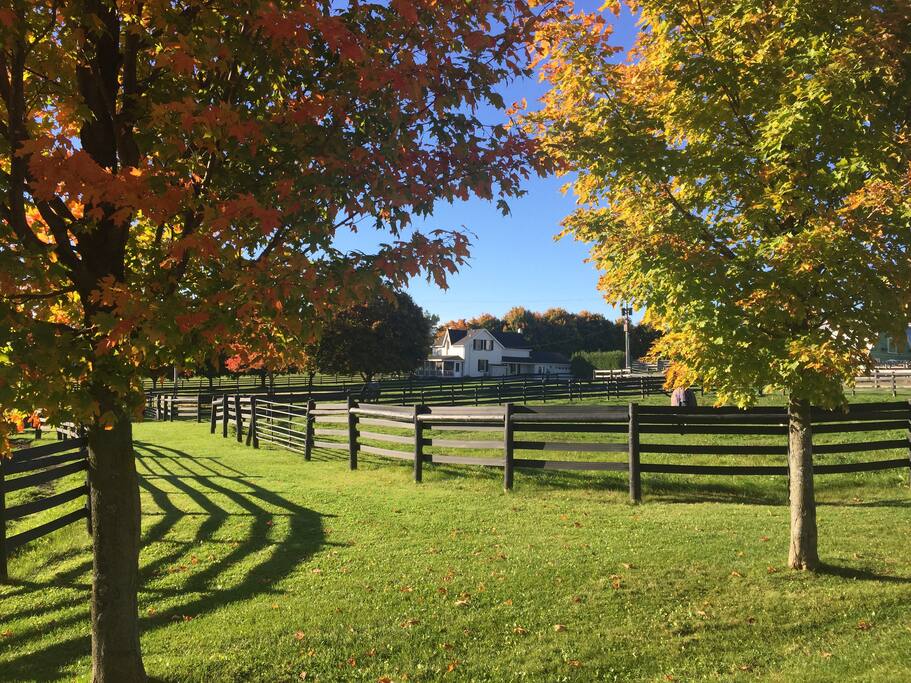 Paddock's for the Horses.