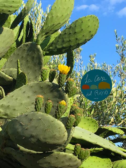 The hedgehog's house