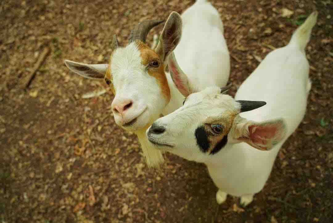 Two goats are seen in a natural setting, featuring white fur with distinctive markings. One goat displays light brown and white fur with prominent horns, while the other has a black patch around its eye. The ground is covered with fallen leaves.