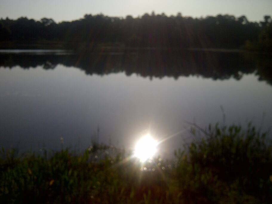 Large pond with birds and wild life.