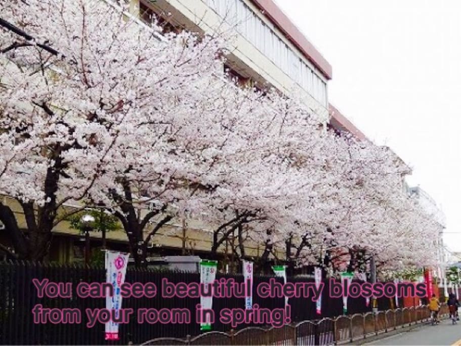 You can see cherry blossoms from your room in Spring.