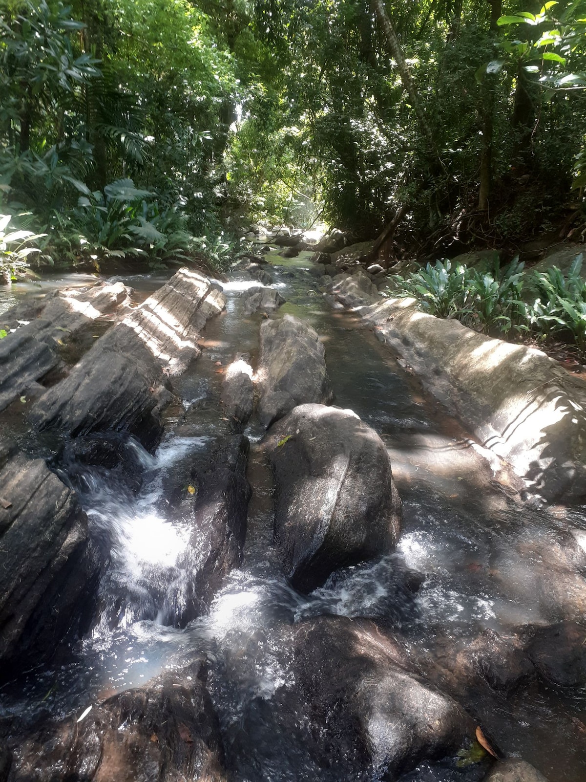 A serene stream flows through a rocky bed, surrounded by lush greenery. The water cascades gently over smooth stones, reflecting sunlight that filters through the canopy of trees overhead. Dense foliage borders the waterway, creating a peaceful natural setting.