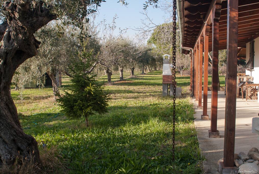 Barbeque e olivi