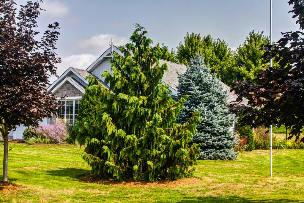 Spacious Front Yard