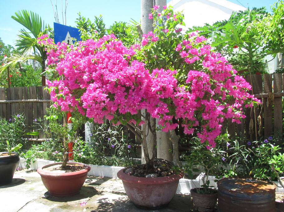 bougainvillia vào tháng bảy