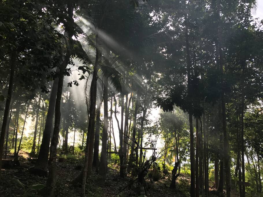 Stunning jungle setting
