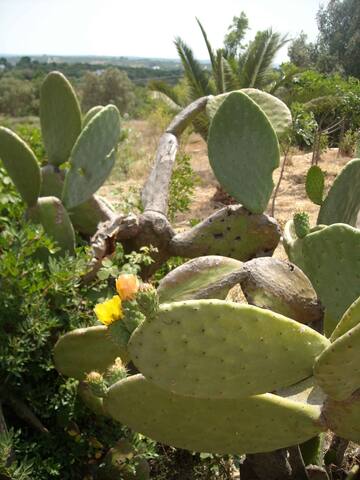 Trullo dell’Upupa gallery image 3