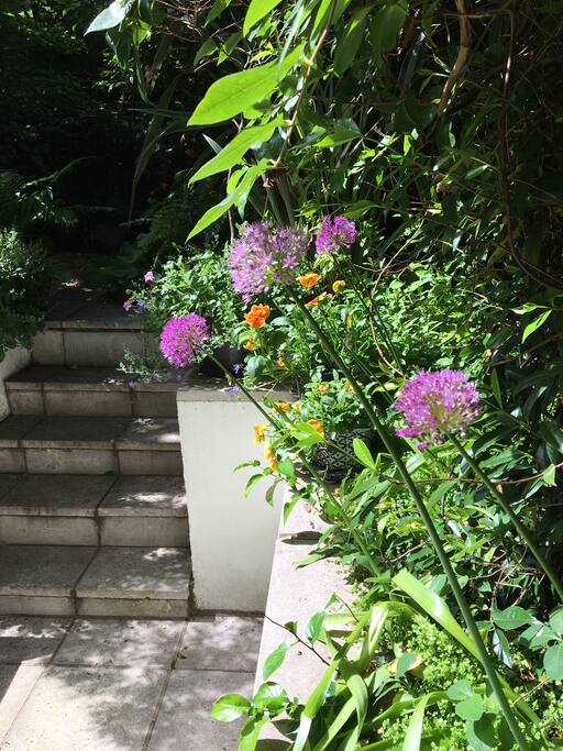 Early summer in the garden
