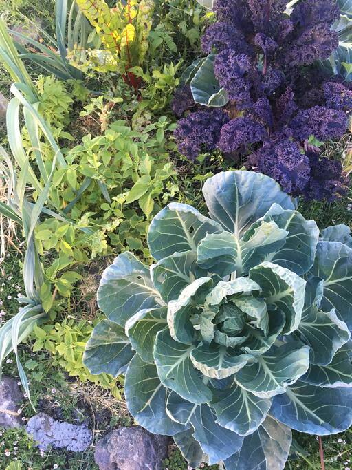 Our garden