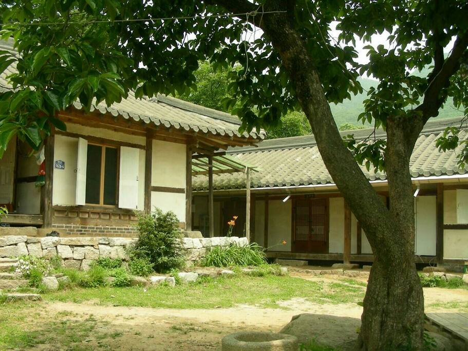 마당 평상 옆에 감나무에어 바라본 모습.
왼쪽은 주인이 사는 살림집.
오른쪽이 손님이 묶는 민박집.