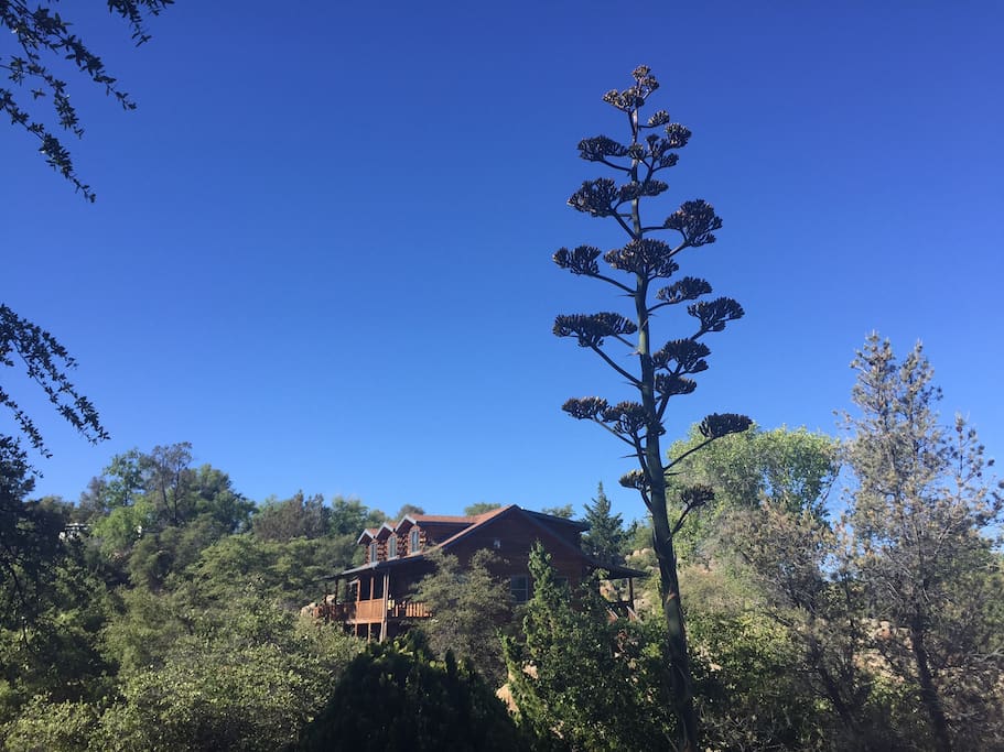 South View, with a Century plant in full bloom, June 2017
