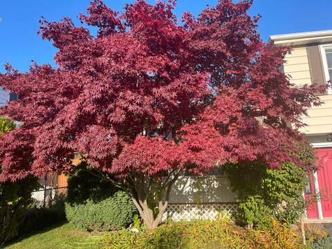 A place to call your home - 20 mins from YYZ