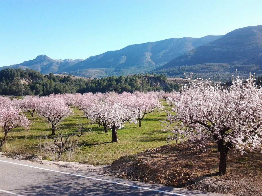 Mandelblüte im Hinterland