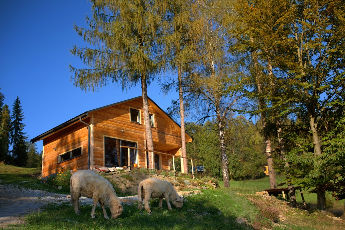 A wooden cabin with large windows is set among tall trees and lush greenery. Two sheep graze on the grassy area in front of the cabin, enhancing the natural charm of the surrounding landscape.