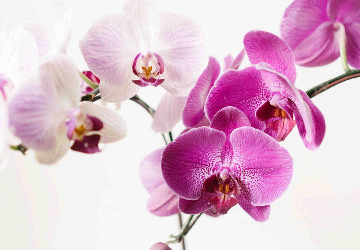 Orchid Room