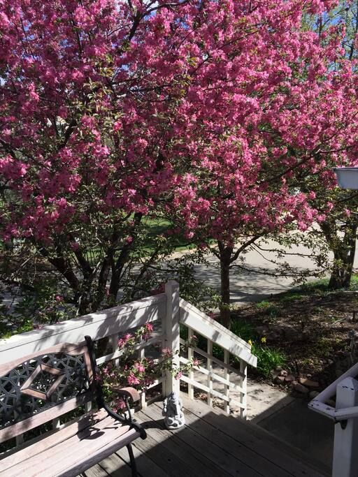 Spring canopy of pink.