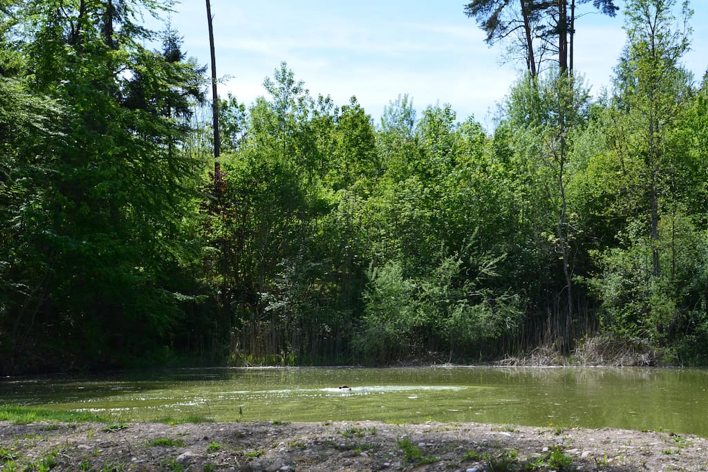 Weiher in der Umgebung