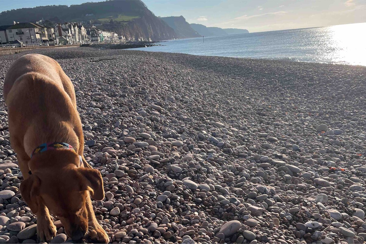 A dog is seen sniffing the pebbled beach, surrounded by smooth stones. In the background, the coastline rises gently, with cliffs outlined against a clear sky. The shimmering water reflects sunlight, creating a calm and serene atmosphere along the shore.