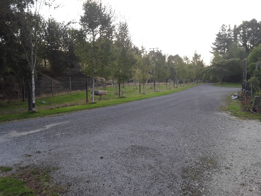 Scenery from cabin overlooking drive and paddock.