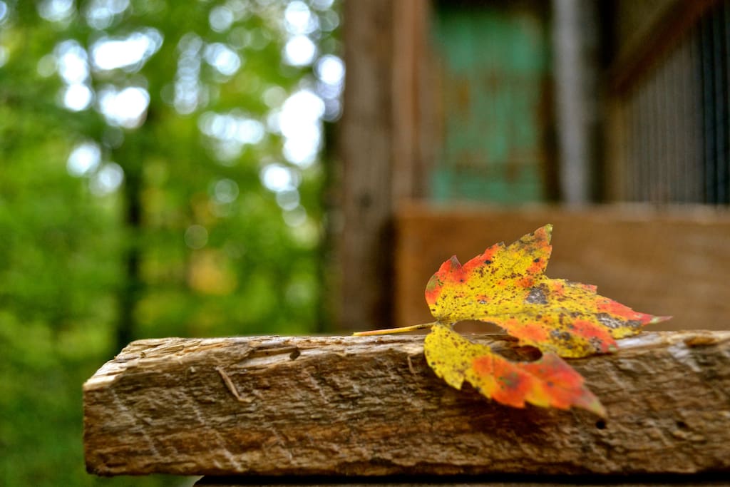 An example of the how the beautiful woods around us interact for colorful experiences.