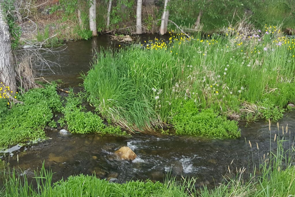 Cottonwood creek