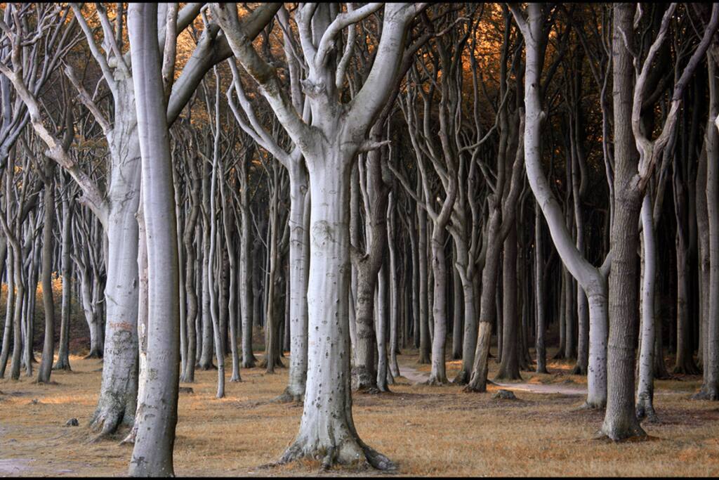 impressive beech grove "Gespensterwald"