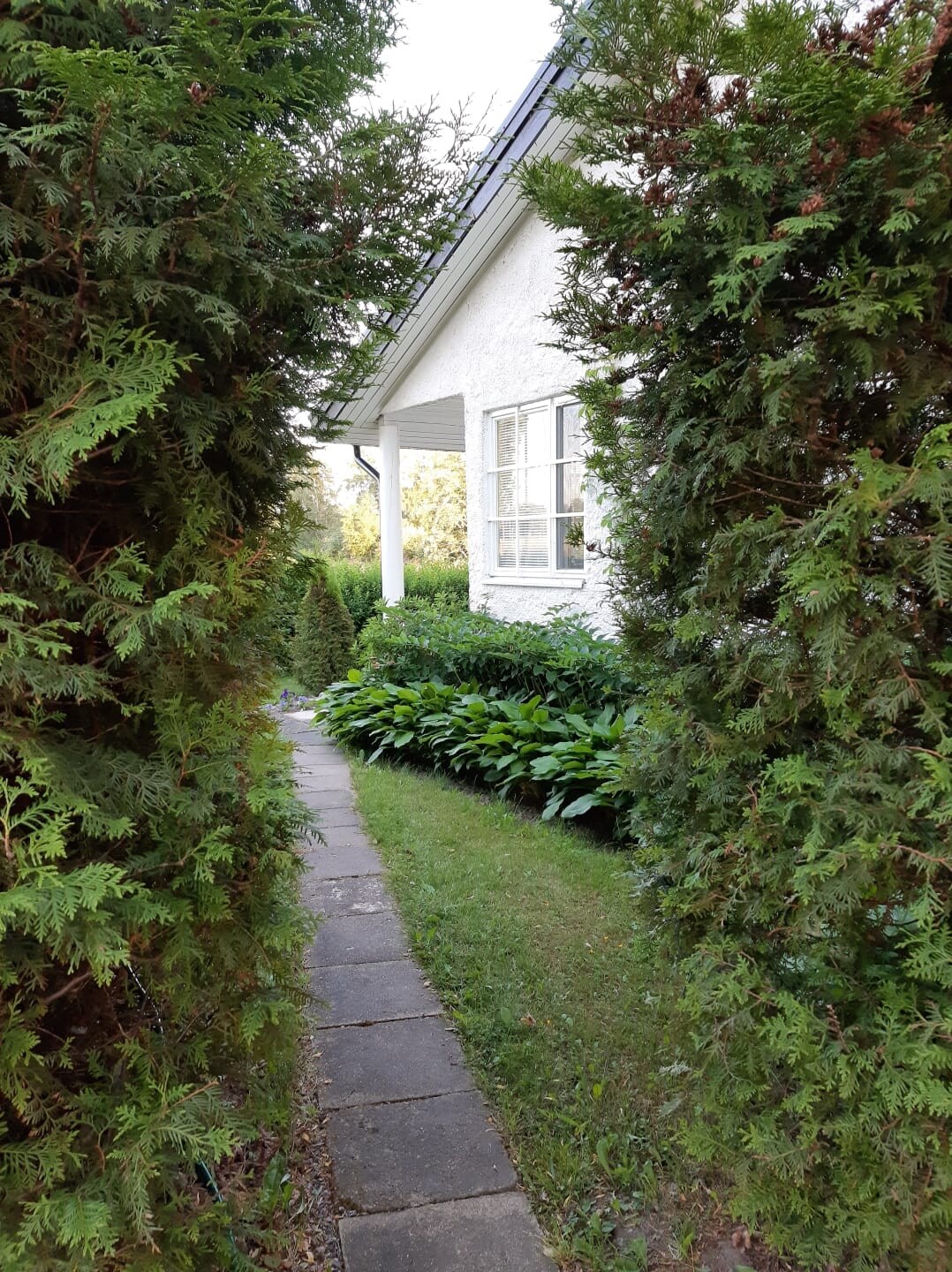 A narrow pathway is framed by tall evergreen shrubs, leading towards a white house with several windows. Lush green foliage is visible along the edges, enhancing the inviting and serene ambiance of the area.