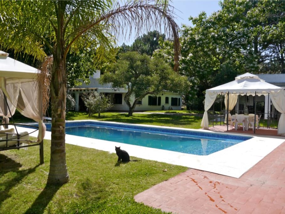 pool area and cat - now a white cat