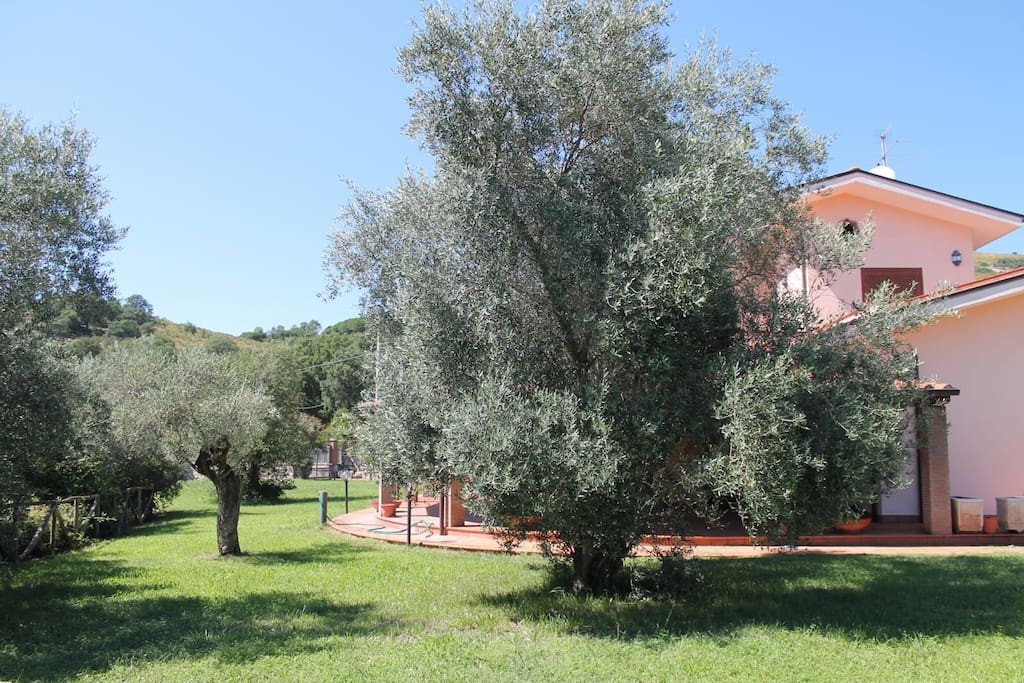 Prato