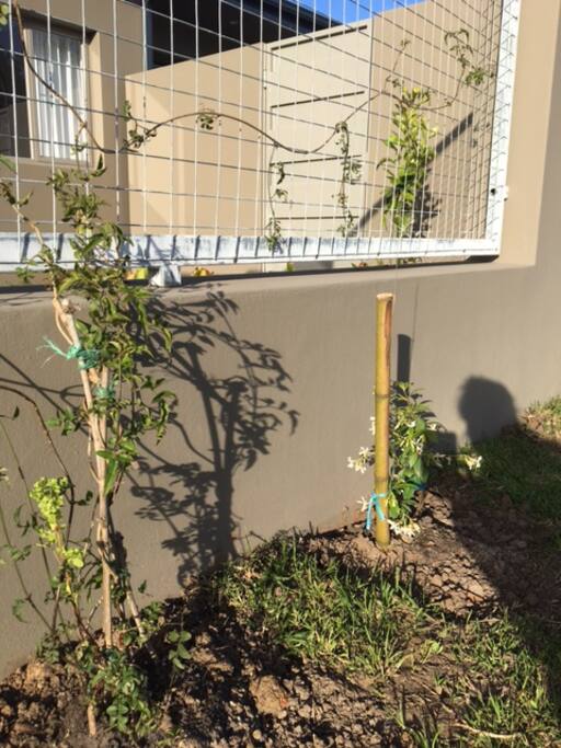 Beautiful jasmine steadily creeping along the fence for privacy.