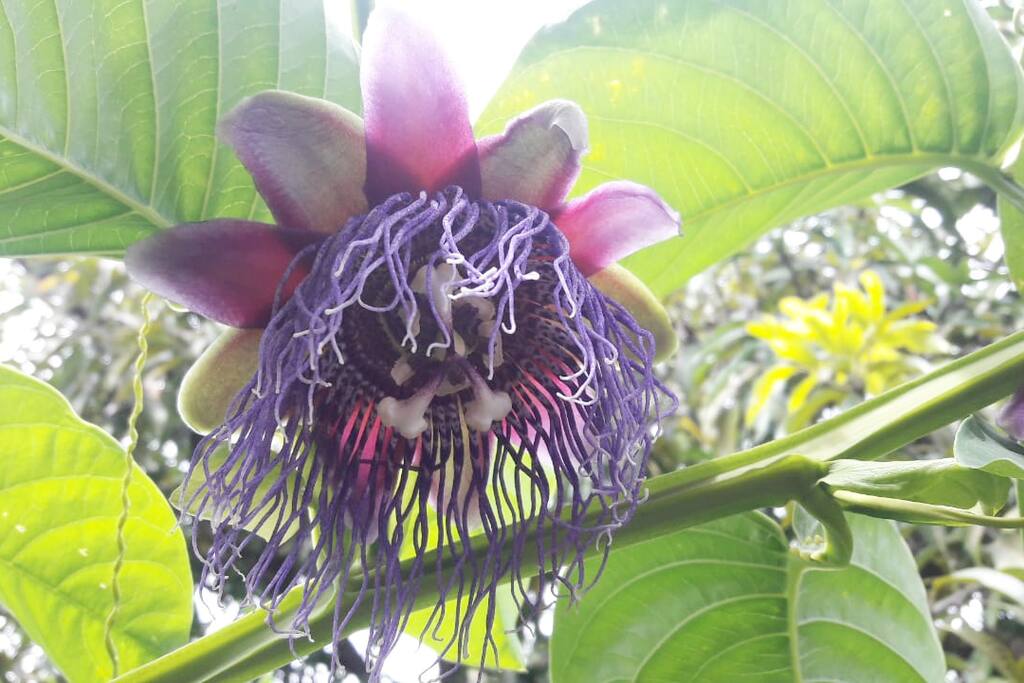 NATURALEZA VIVA