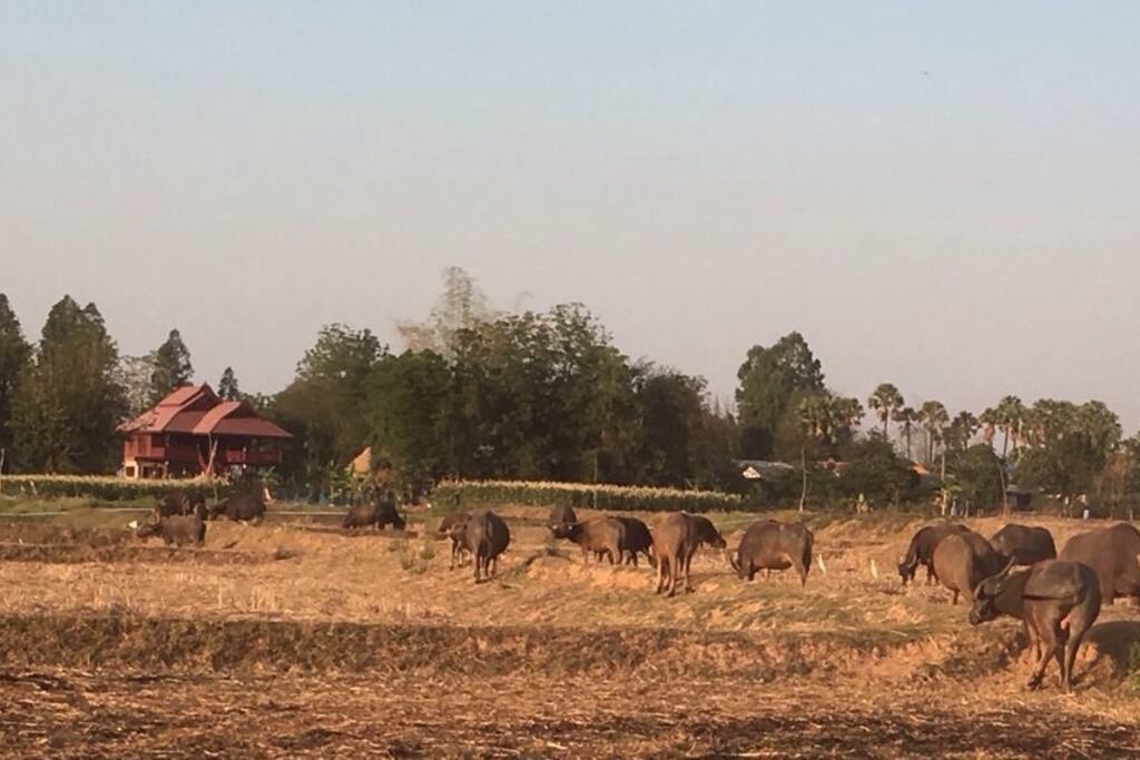 View of the house from across the rice fields.