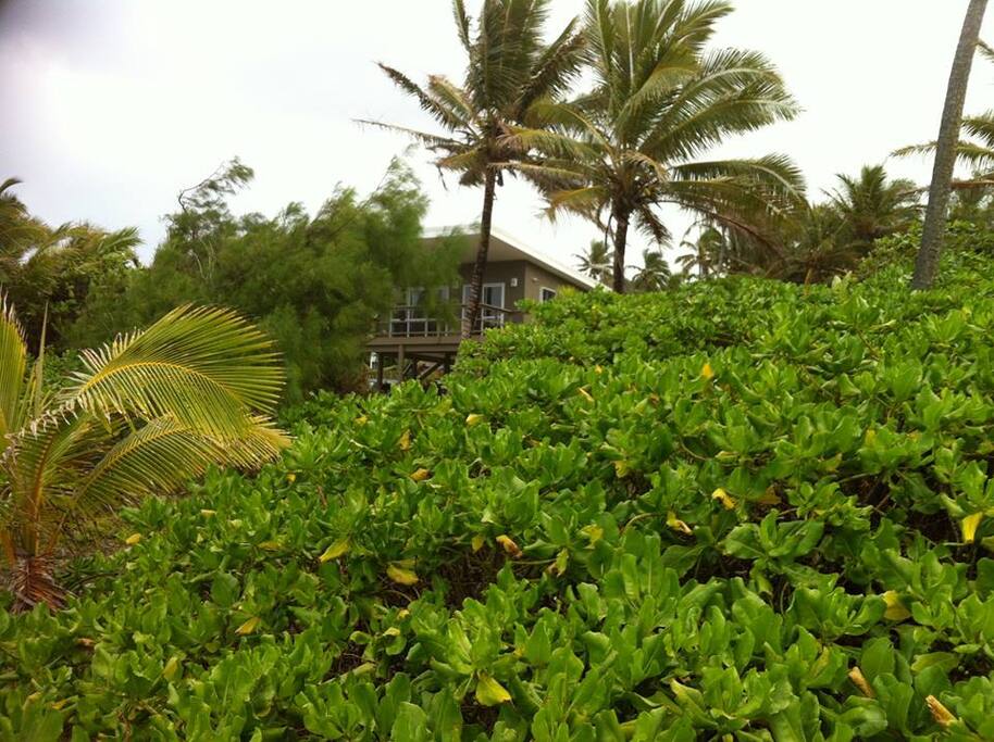 Beach side vegetaion