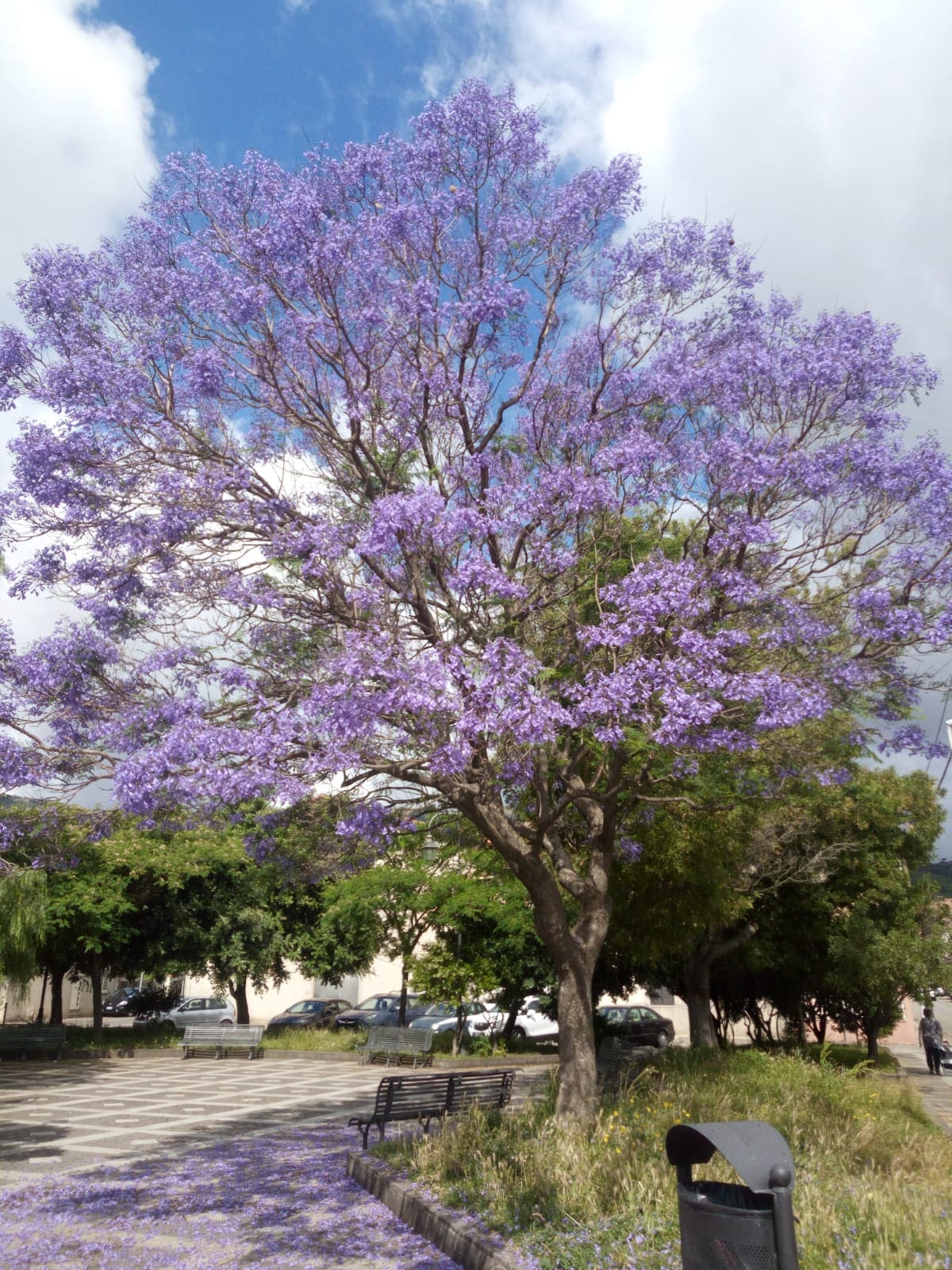 A large tree with vibrant purple blossoms stands prominently, surrounded by greenery. Benches are visible in the foreground, set along a pathway that leads into a park area. Soft clouds drift across a blue sky, enhancing the natural setting.