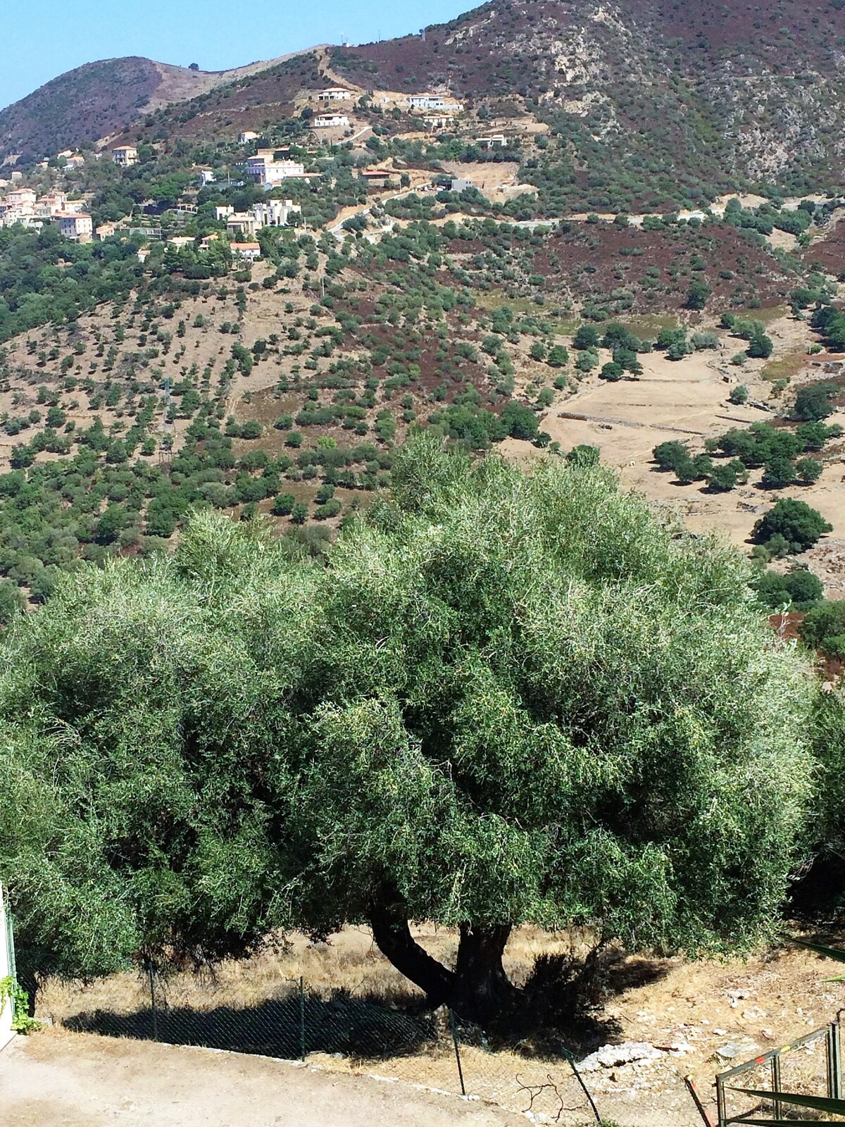 A large olive tree stands prominently in the foreground, with lush, green foliage. In the background, a mountainous landscape is visible, dotted with small villages and terraced fields. The scene is bathed in natural light, highlighting the earthy tones of the terrain.