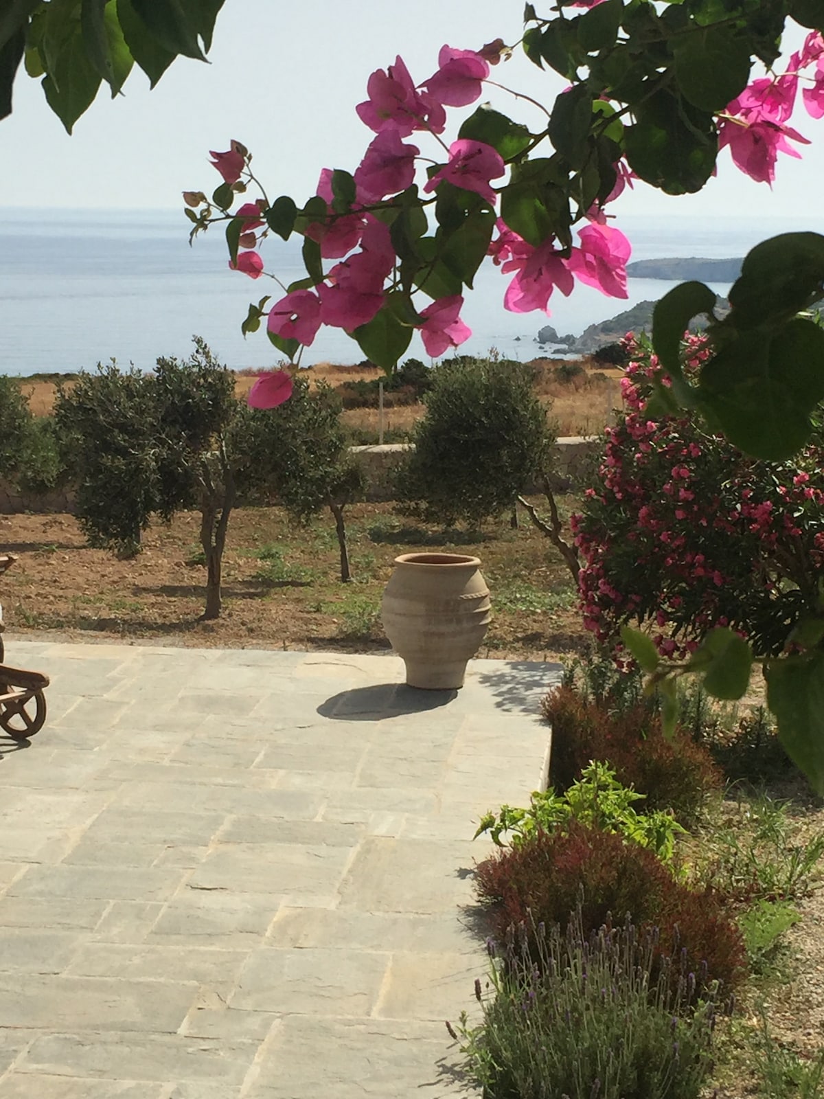 The outdoor area features a stone pathway leading to an olive garden with a view of the sea. Bougainvillea blooms in vibrant pink surround a clay pot, while lush greenery and well-maintained shrubs create an inviting atmosphere.