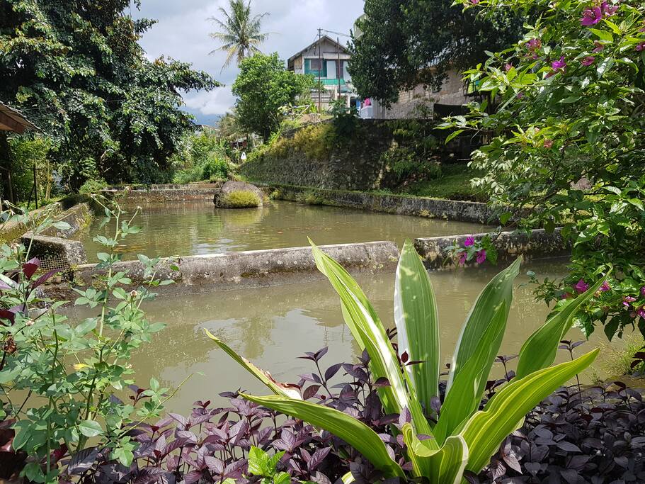 kolam pancing