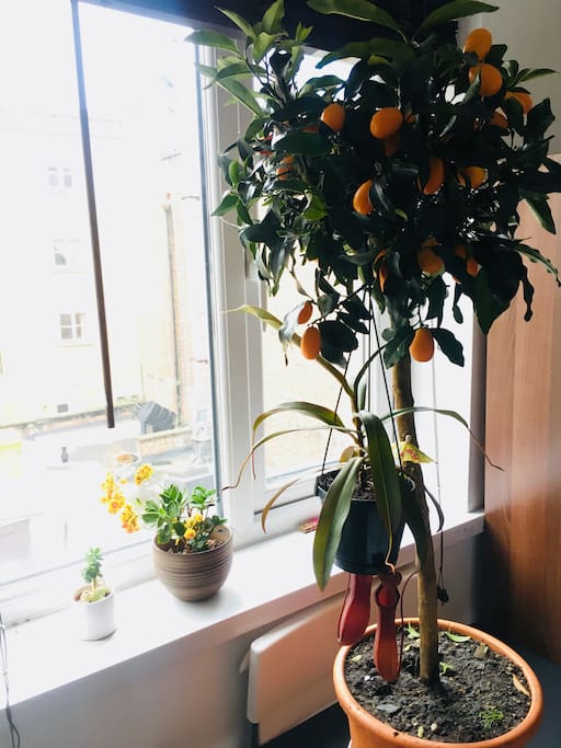 You'll be sharing the flat with a carnivorous plant, a kumquat tree (help yourself. but be reasonable) and two other boring freeloader plants that barely do anything other than drink water.