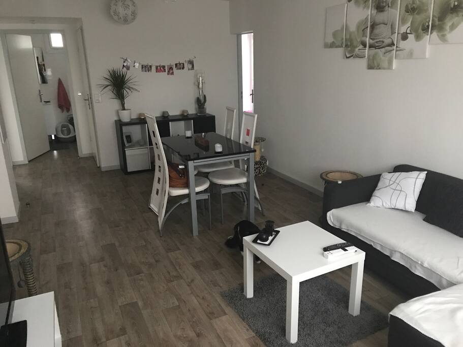 Accès libre au salon, cuisine salle de bain et toilette :)
J ai également deux chat