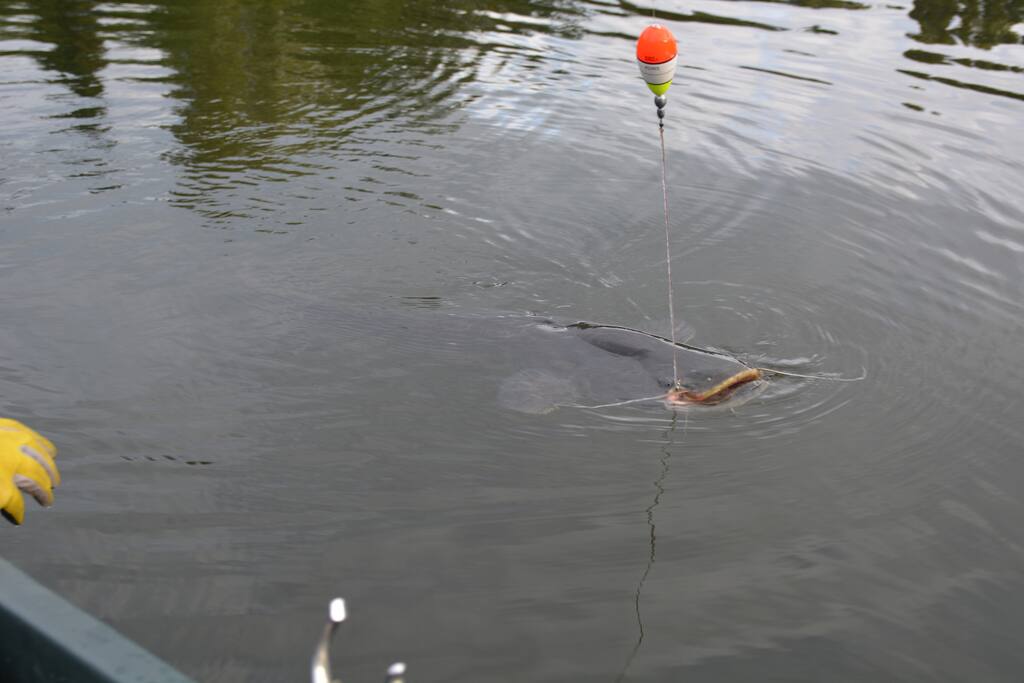 la pêche !!!