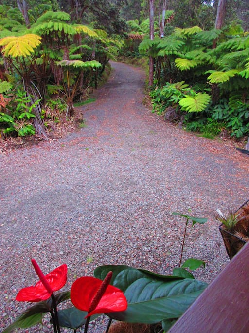 Looking Back Toward the Driveway