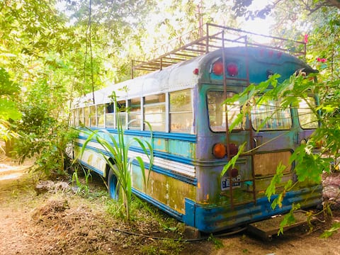 Vintage Bluebird School Bus Home